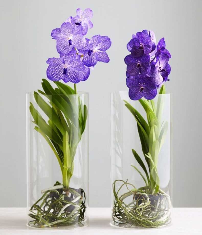 Уход за синей орхидеей вандой