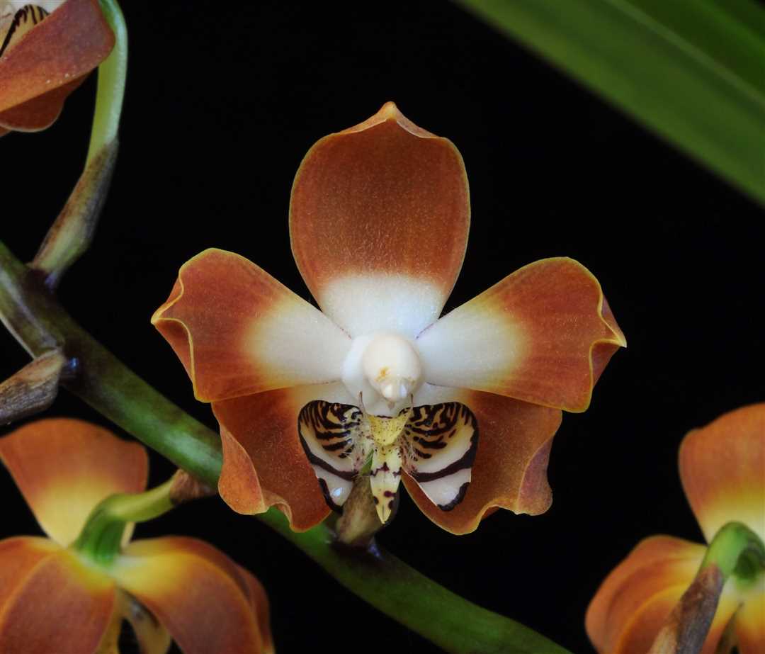 Влияние орхидей на воздух в помещении