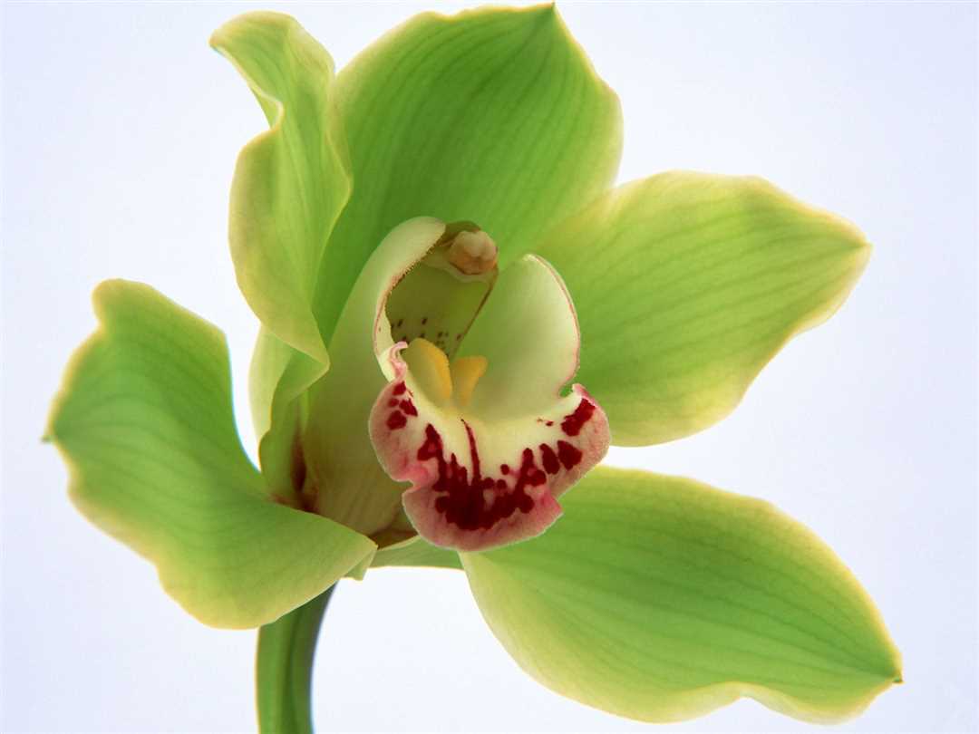Орхидея зеленая: особенности и виды