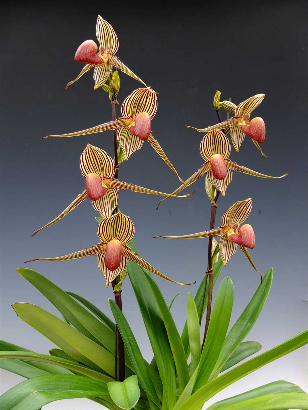 Секреты успешного выращивания орхидеи золото кинабалу в домашних условиях
