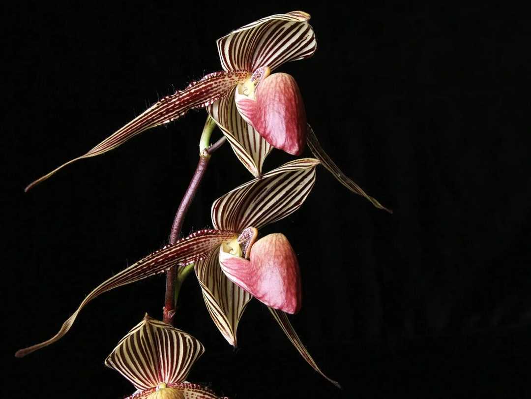Где можно купить орхидею золото кинабалу