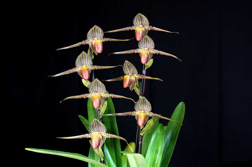 Орхидея золото кинабалу - популярные сорта