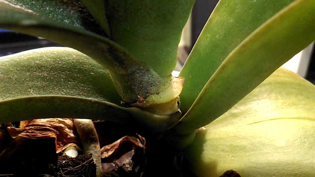 Фото паутинного клеща на орхидее