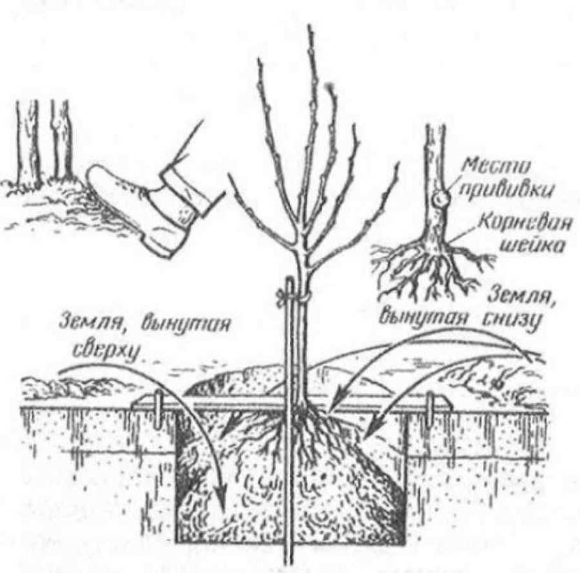 Деревья, растения и травы