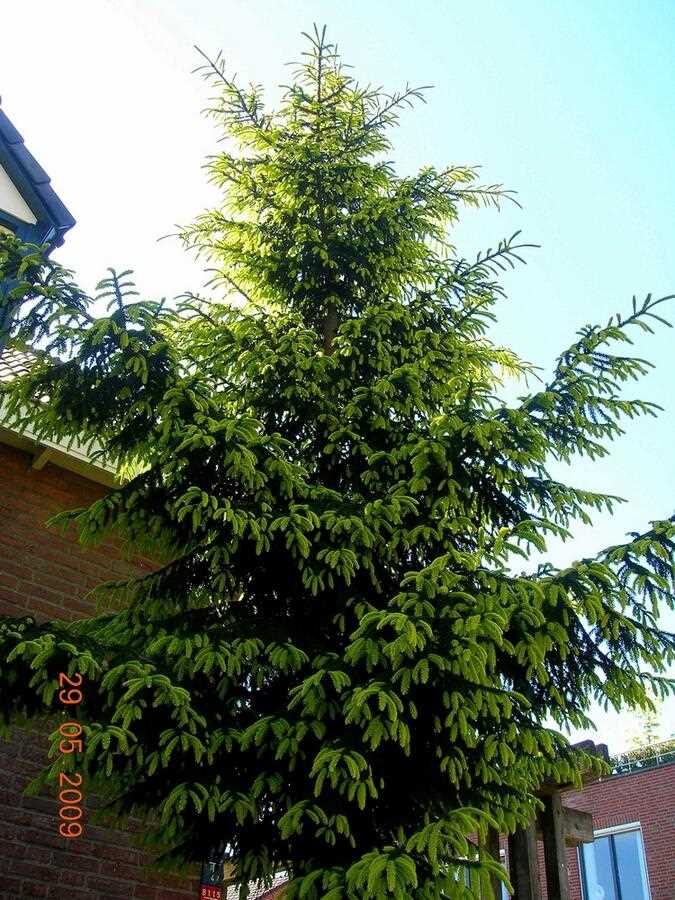 Особенности Picea orientalis aureospicata