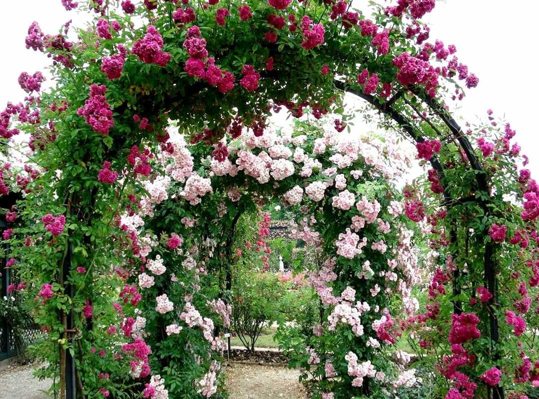 Роуз Гарден плетистая роза: комбинирование с другими растениями