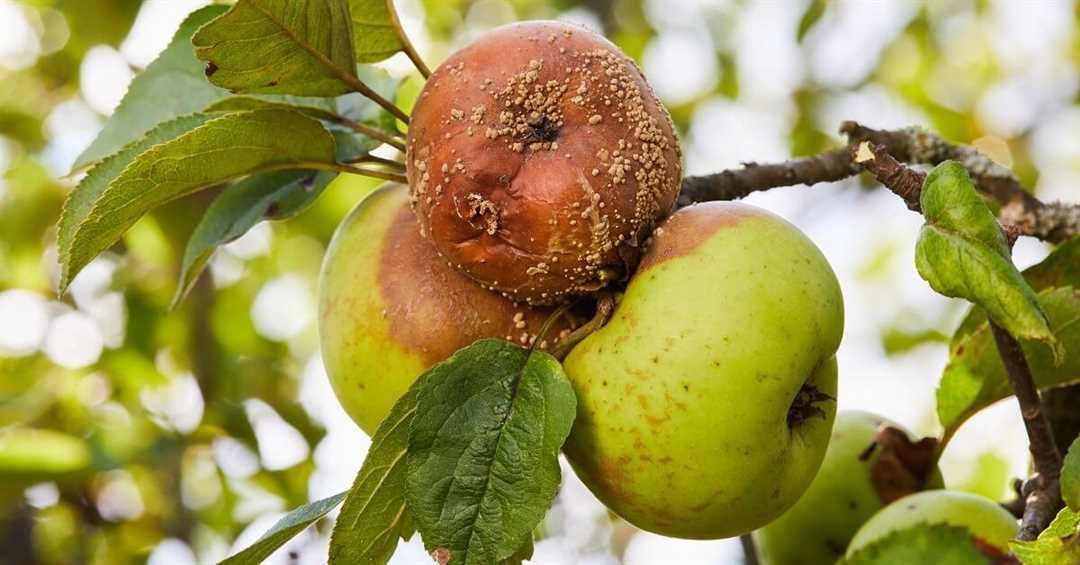 Что делать, если яблоки гниют на дереве: полезные советы