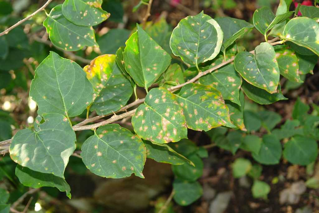 Причины опадения листьев у бугенвиллии