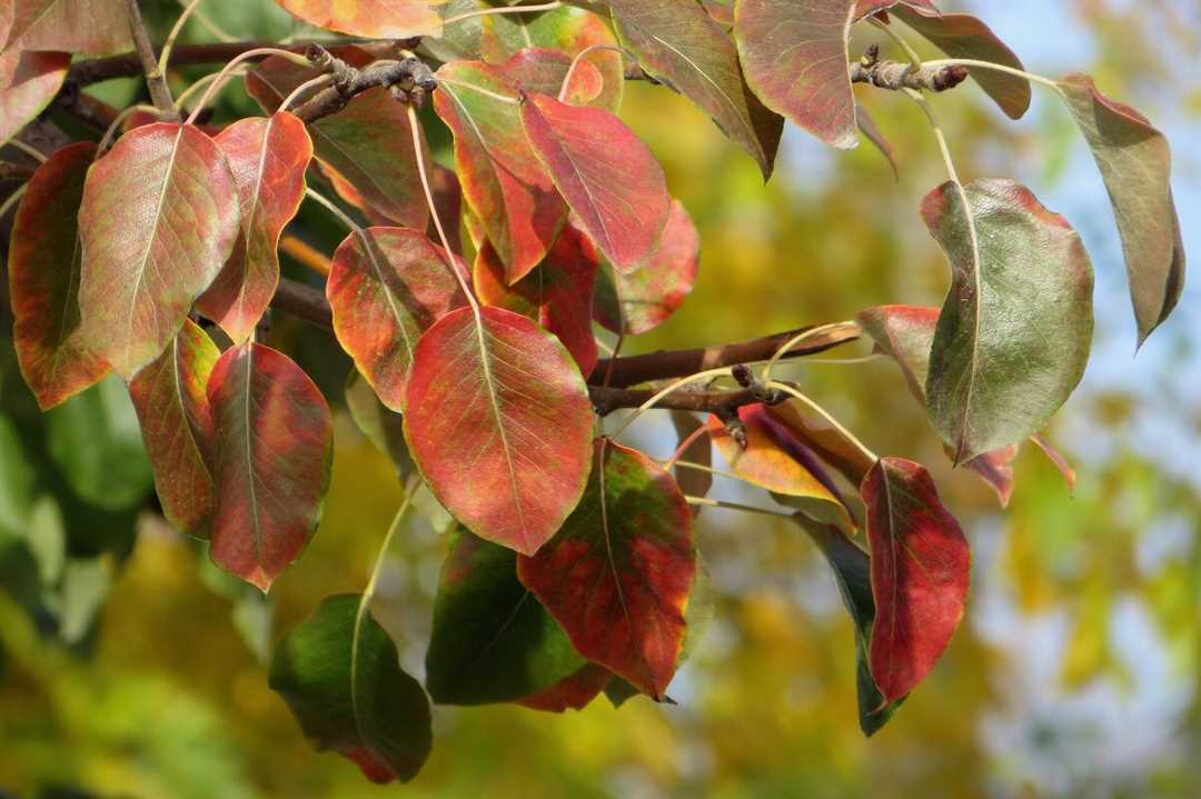 Почему листья краснеют у герани весной