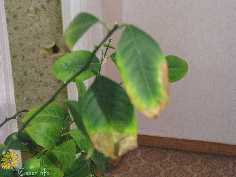Почему опадают листья у комнатного лимона