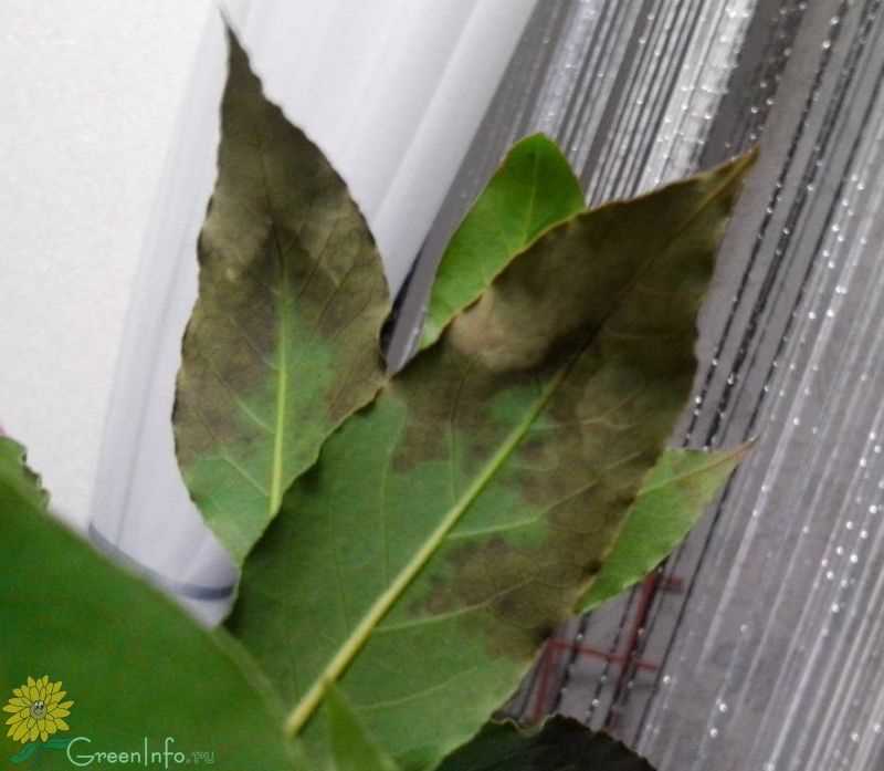 Причины, почему у лавра листья сохнут