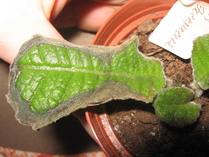 Почему у стрептокарпуса сохнут листья?