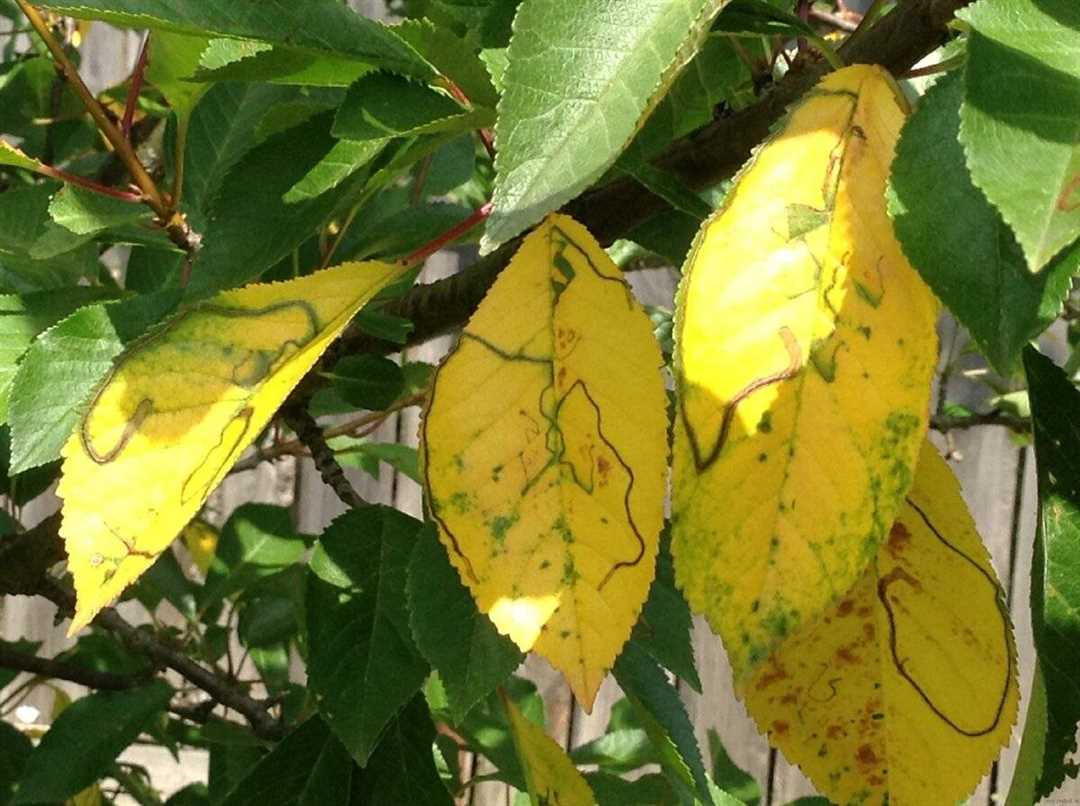 Почему желтиться лист у яблони в начале осени: естественные процессы