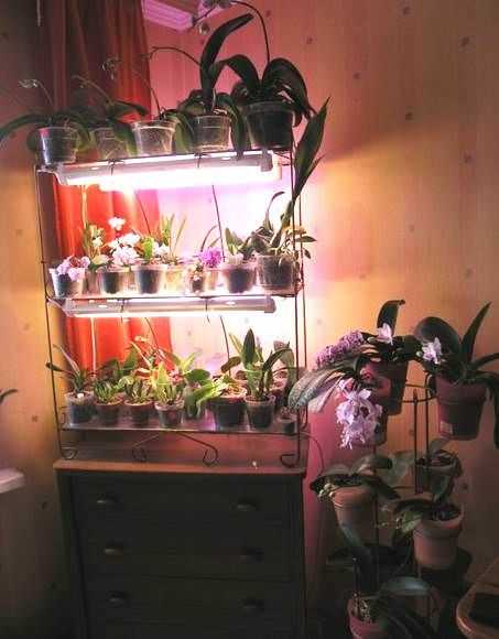 Подсветка для орхидей в домашних условиях