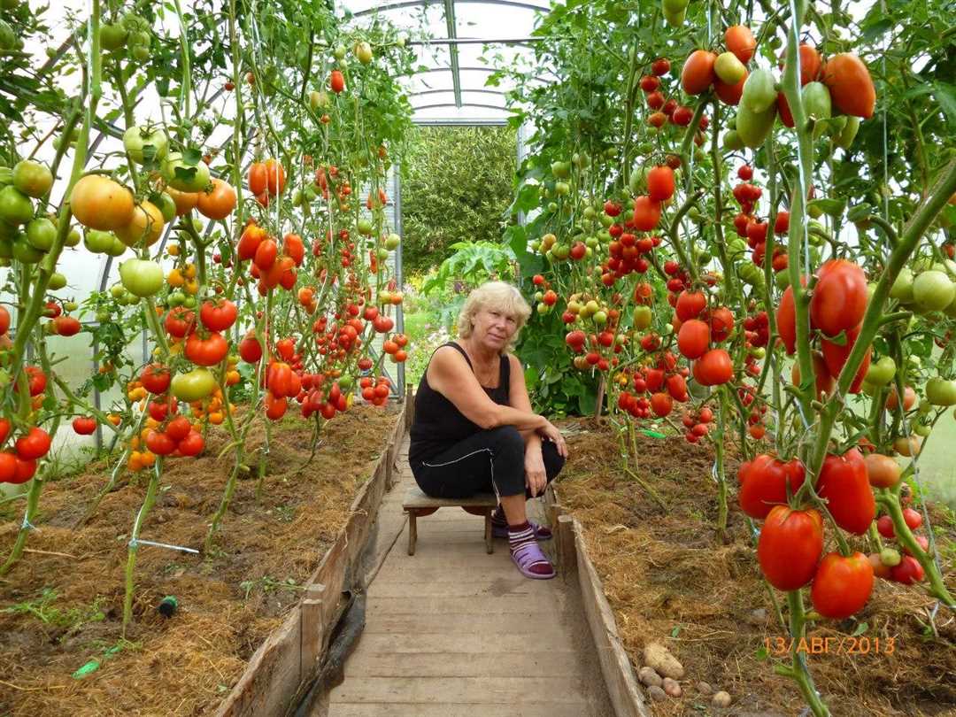 Особенности выращивания помидоров в парнике: