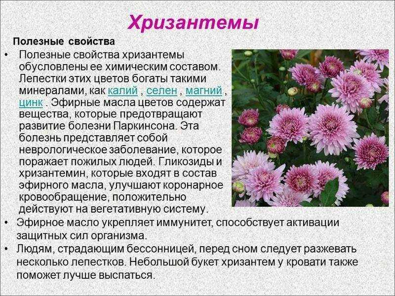 Интересные факты о хризантеме