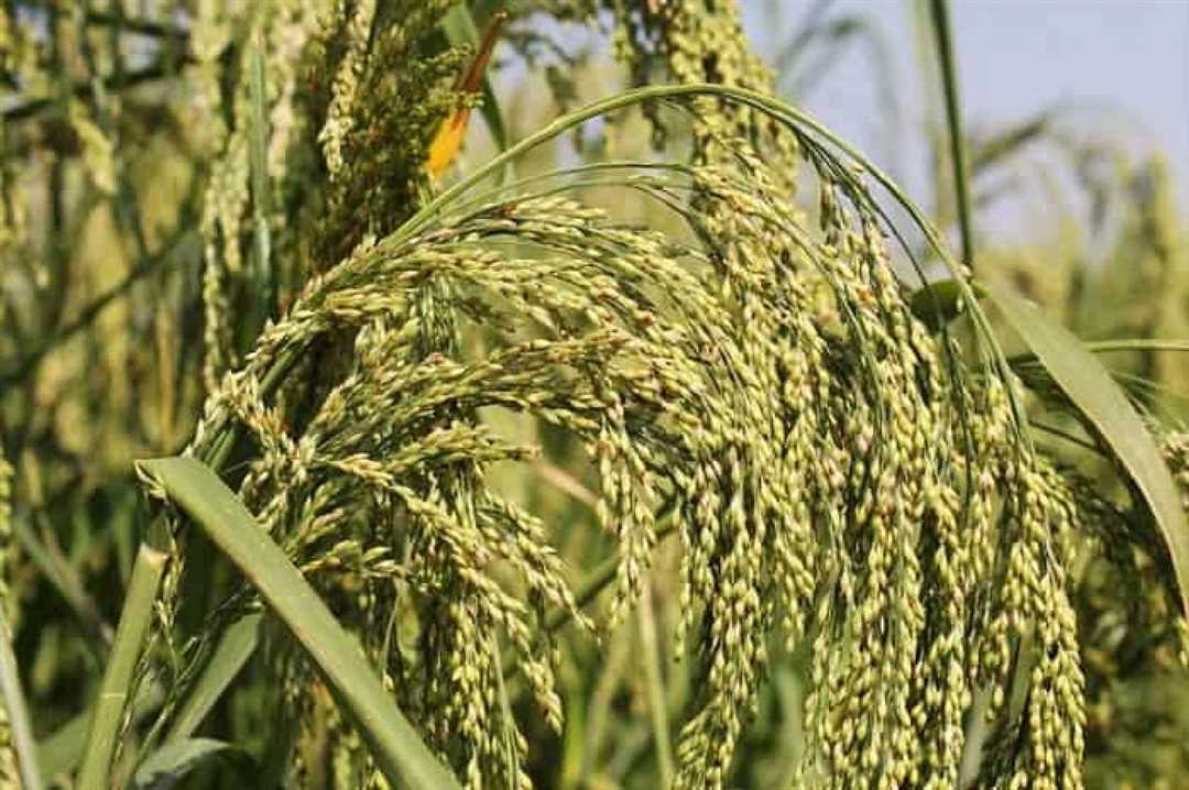 Просо и пшеница: чем они отличаются
