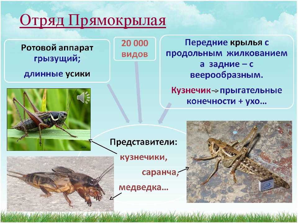 Отряд жуки представители