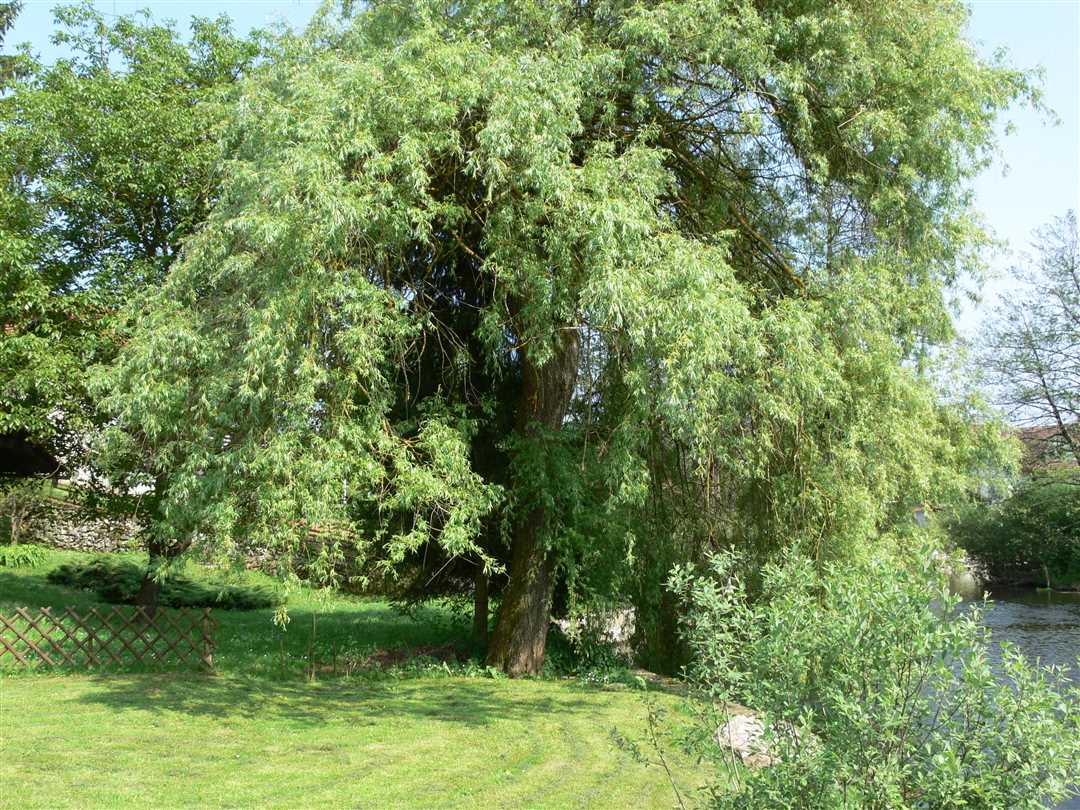 Ива - фото дерева и его листьев