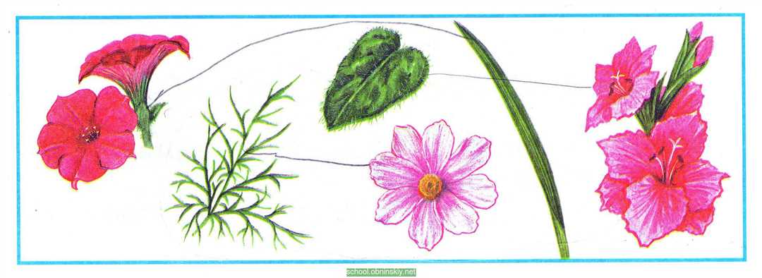 Из предложенного списка растений цветника