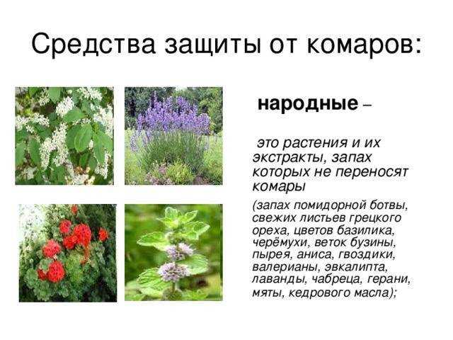 Какое растение отпугивает комаров: примеры растений-отпугивателей