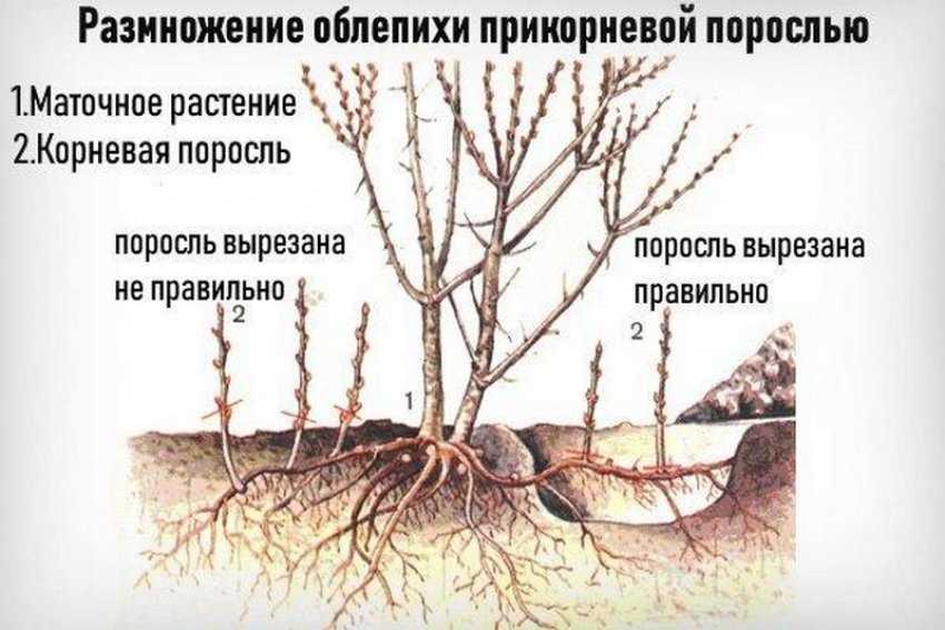 Размножение облепихи семенами