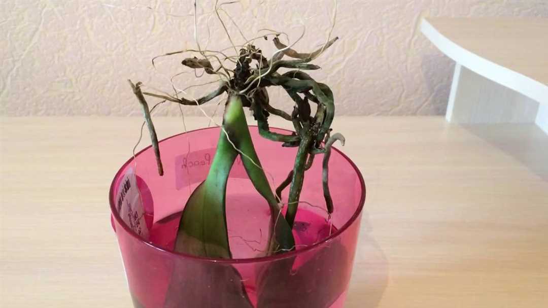 Спасение орхидеи без корней: шаг за шагом