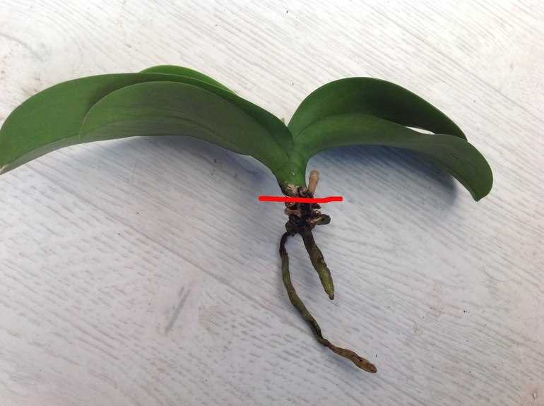 Как реанимировать орхидею без корней?