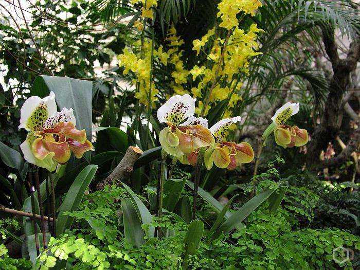 Орхидеи фото цветов