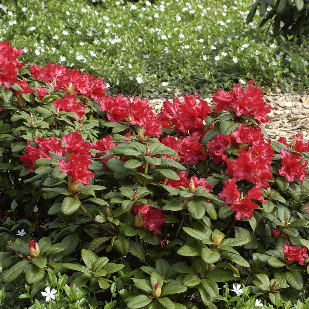 Рододендрон листопадный фейерверк: красивое растение с ярким листопадом и цветками