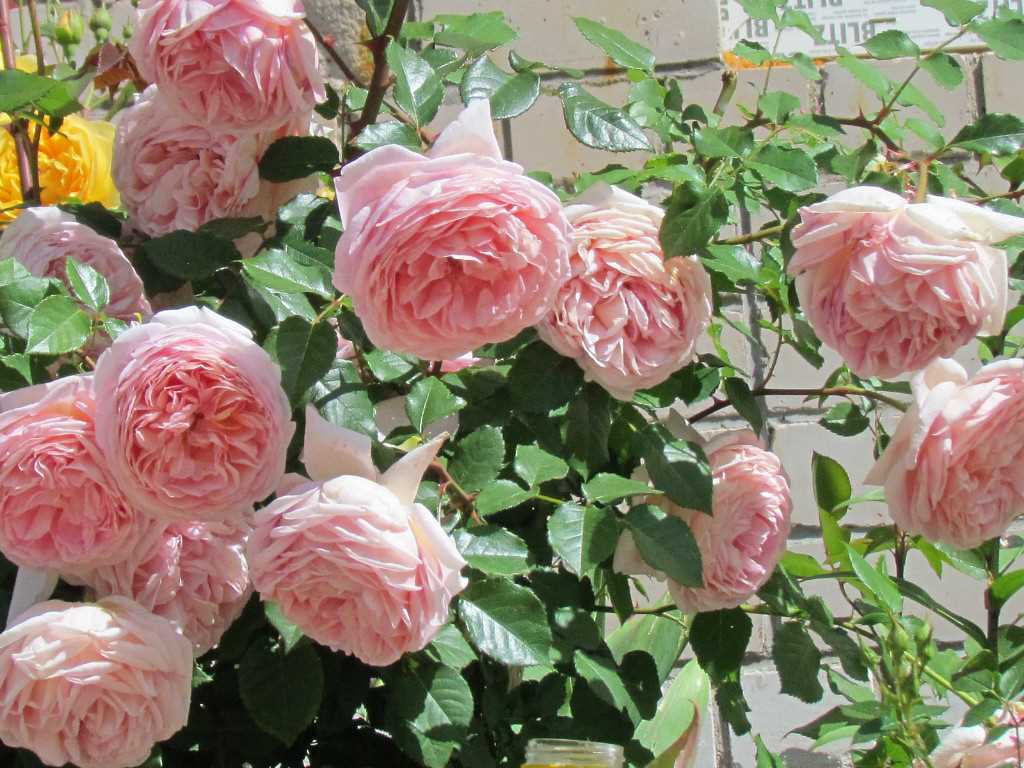 Как получить здоровые розы Абрахам Дерби в своем саду?