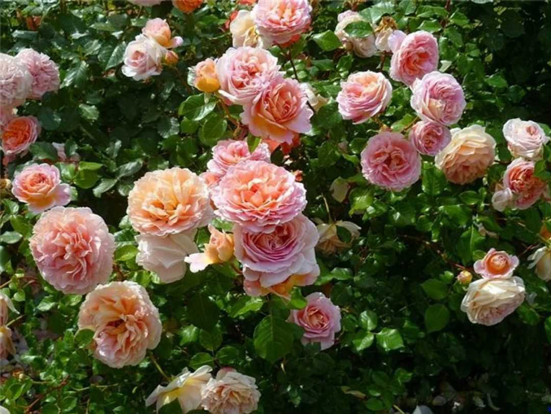 Как устойчива роза Абрахам Дерби к заболеваниям и вредителям?