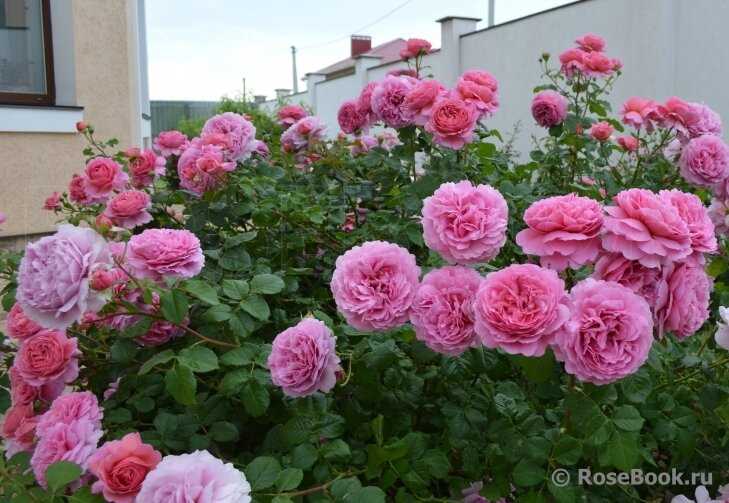 Роза Александра оф Кент фото - красота природы в саду