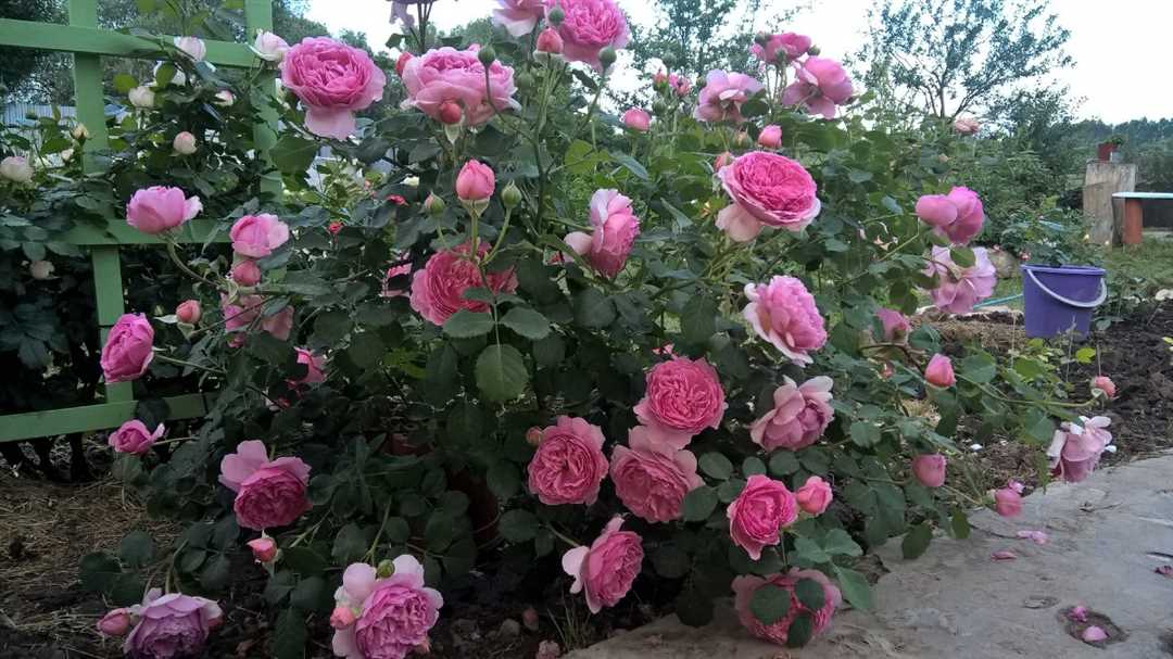 Принцесса Александра роза фото: вдохновение для садового дизайна