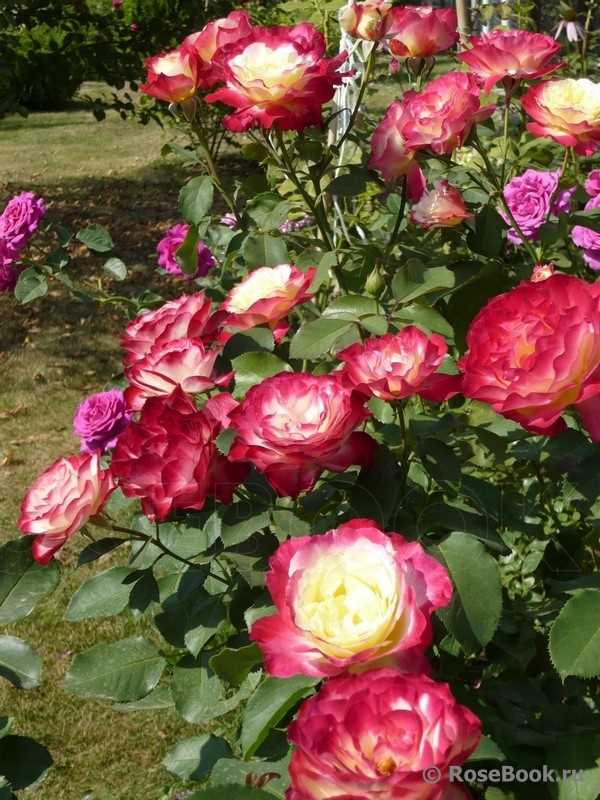 Удовольствие от разведения розы Double Delight