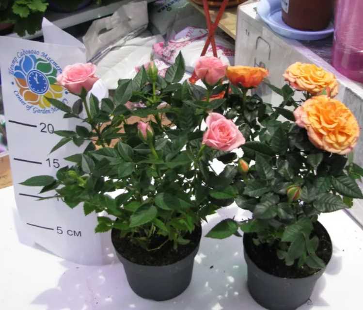 www.rosa-danica.dk: источник полезной информации о розах кордана