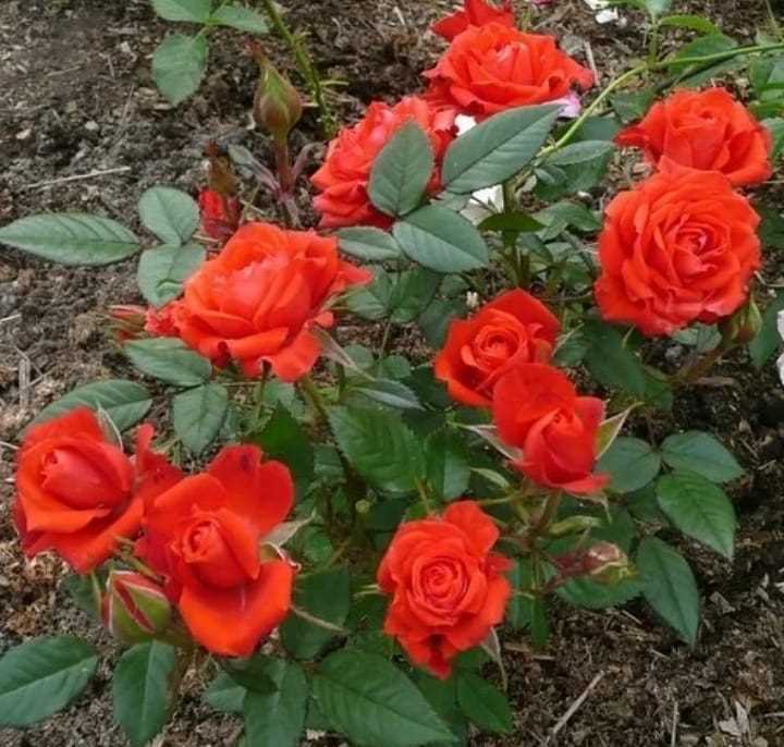 Роза Orange Juwel с описанием