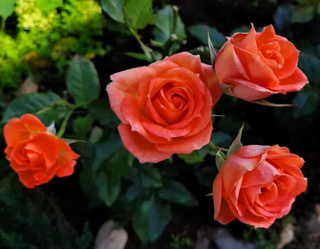 Роза Оранж Джувел: характеристики и особенности