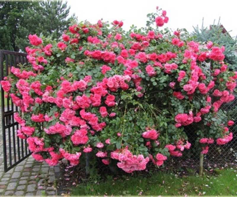 Роза Блю Парад: изящество цветов