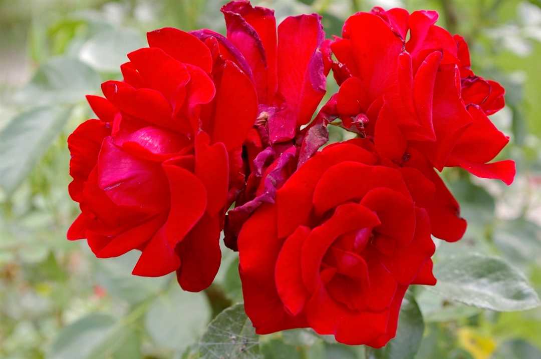 Характеристики розы Santana