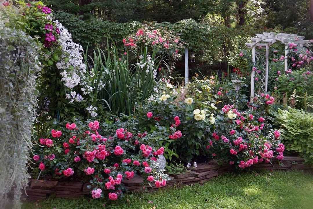 Розы на даче и в саду: фото