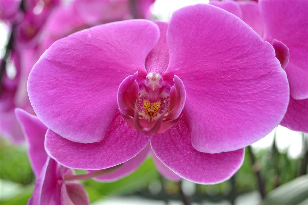 Орхидея розовая фото