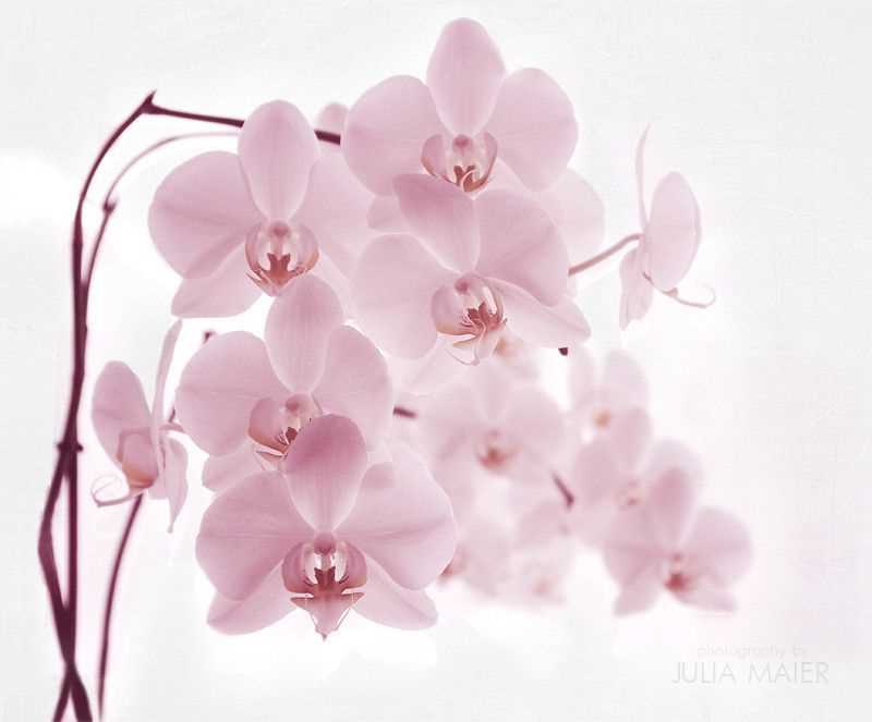 Орхидея замерзла