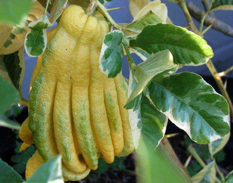 Лимон рука будды