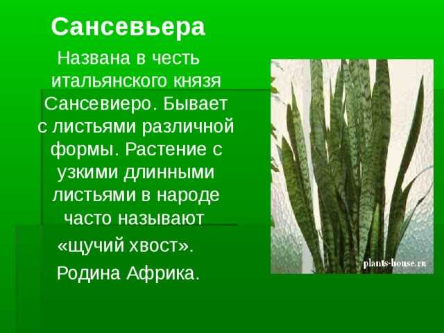 Растения семейства Spereaceae