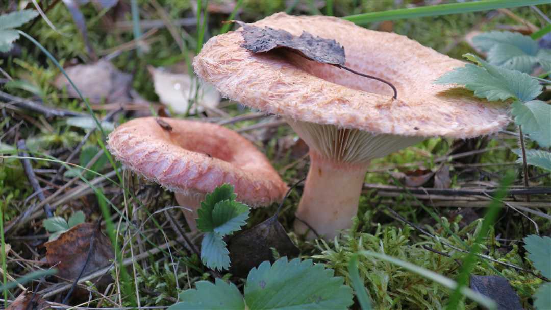 Разнообразие видов грибов
