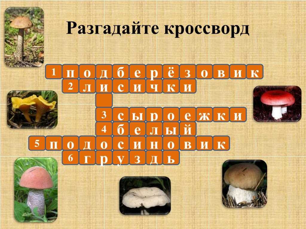 Грибы 8 букв: разнообразие в мире грибов