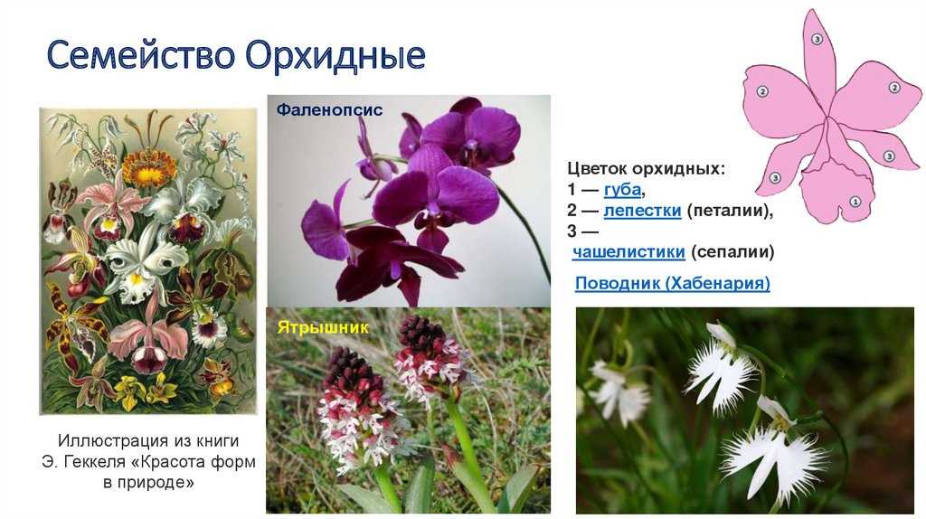 Разнообразие орхидных