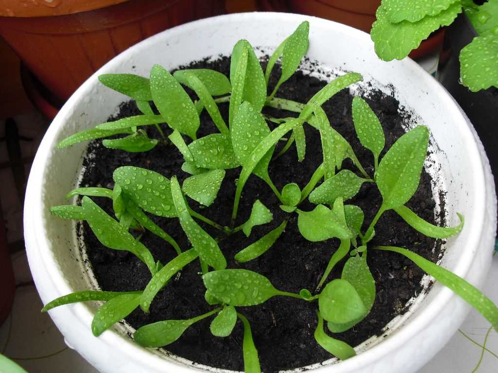 Уход при выращивании шпината в открытом грунте