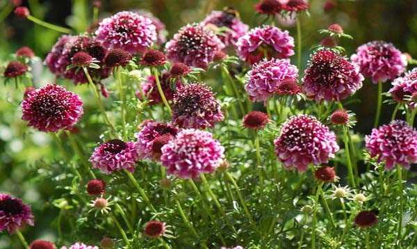 Какие красивые цветы скабиозы можно вырастить - фото